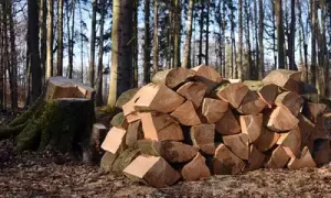 Lee más sobre el artículo Los mejores tipos de madera para quemar en tu chimenea