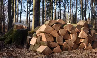 Los mejores tipos de madera para quemar en tu chimenea